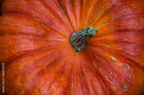 large orange pumpkin close-up. background image