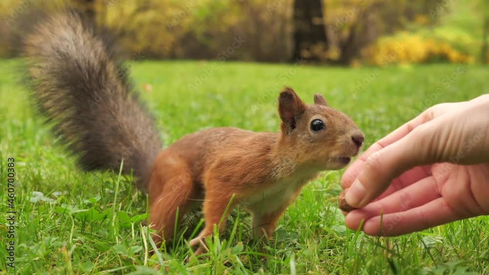 A woman's hand in close-up feeds a fluffy squirrel with hazelnuts in an autumn park on a green lawn in slow motion A woman's hand in close-up feeds a fluffy squirrel with hazelnuts in an autumn park on a green lawn in slow motion