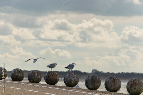 seagulls on stone balls at a port area in zeeland netherlands photo