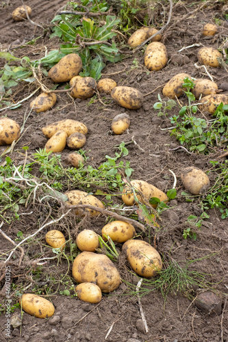 Harvesting potatoes in a potato field. Agricultural background