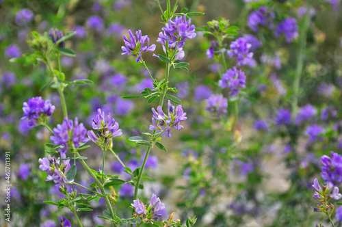 Wallpaper Mural The field is blooming alfalfa Torontodigital.ca