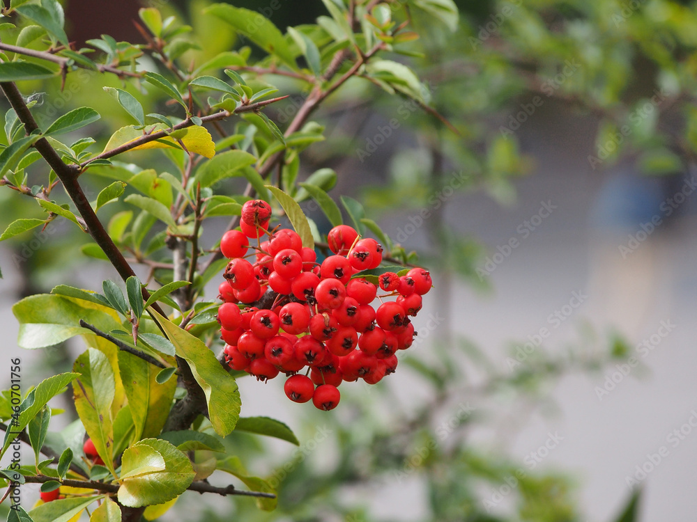 Rowan, a bunch of bright red berries on a blurry background. Autumn colors, ripe juicy berries full of vitamins. Rowan, a bunch of bright red berries on a blurry background. Autumn colors, ripe juicy berries full of vitamins.