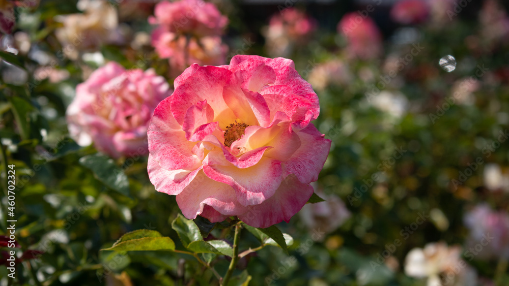 Flower Closeups of Beautiful Roses of Several Colors from multiple Species!