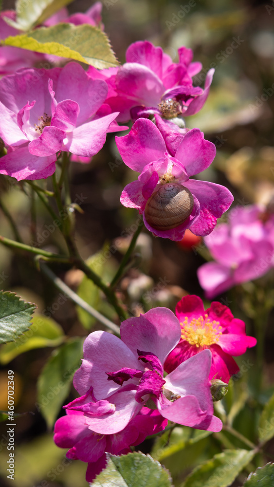 Fototapeta premium Flower Closeups of Beautiful Roses of Several Colors from multiple Species!