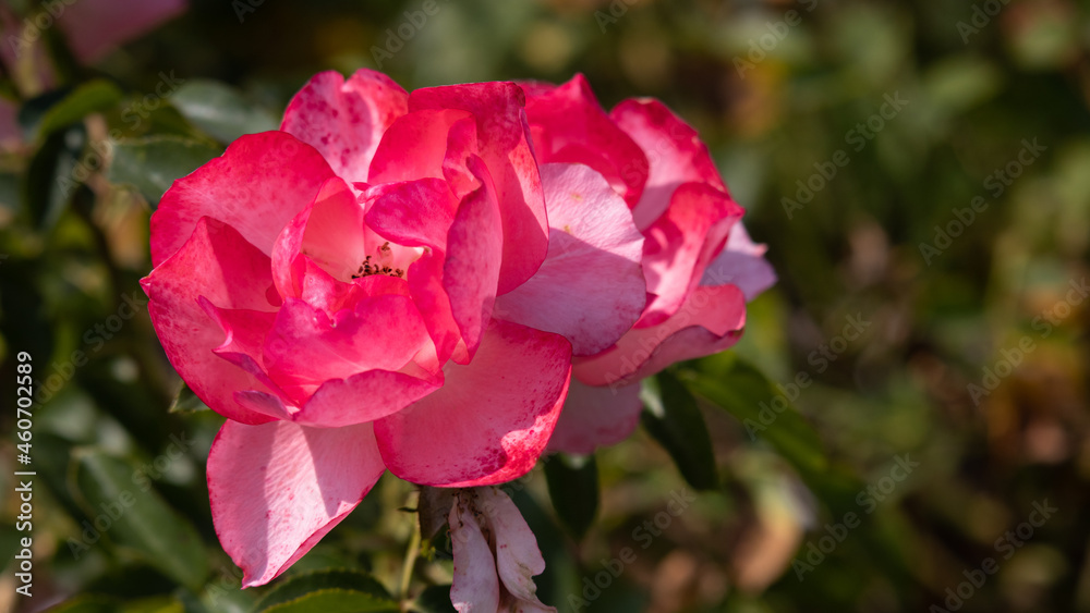 Flower Closeups of Beautiful Roses of Several Colors from multiple Species!