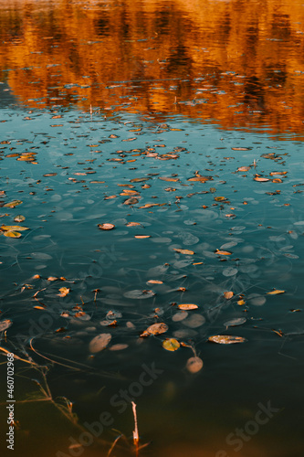 Reflection in water full of autumn leaves.