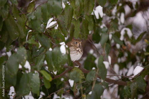 Cautious Hermit Thrush © Brandy McKnight