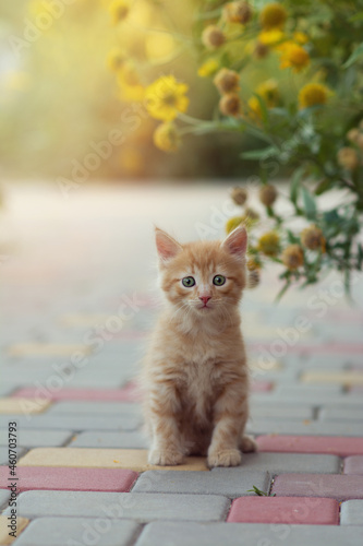 A small ginger kitten sits on the paving slabs under a bush of yellow flowers on a summer sunny day and looks into the frame. The concept of domestic animals, vaccination. Vertical format. Copy space