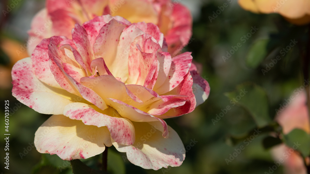 Flower Closeups of Beautiful Roses of Several Colors from multiple Species! Flower Closeups of Beautiful Roses of Several Colors from multiple Species!