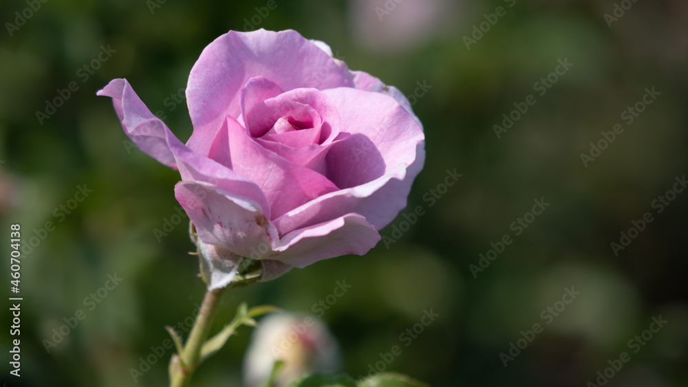 Flower Closeups of Beautiful Roses of Several Colors from multiple Species! Flower Closeups of Beautiful Roses of Several Colors from multiple Species!