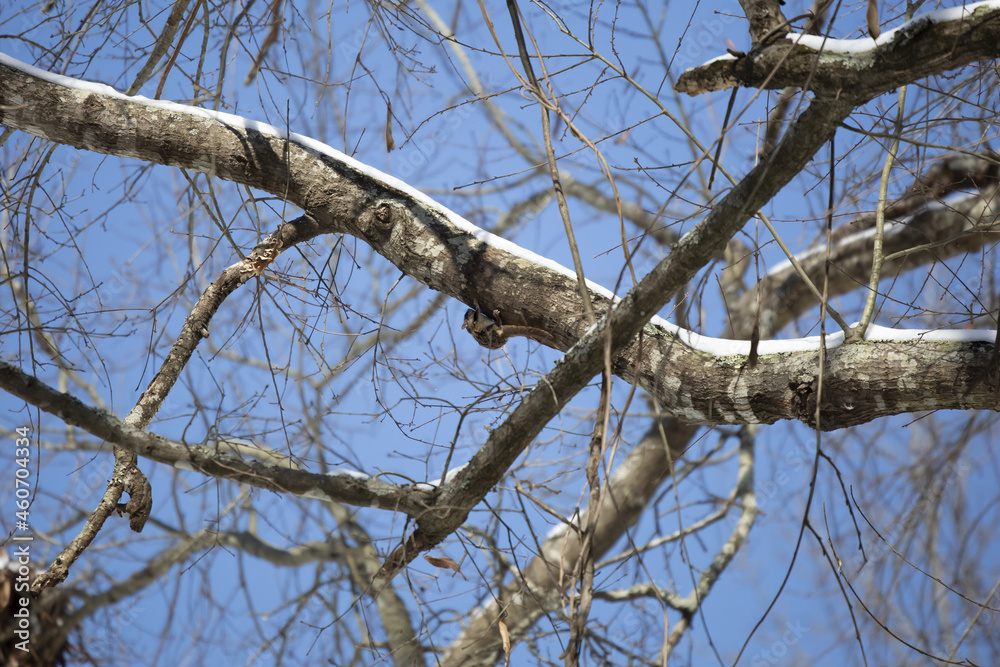 Flying Squirrel on a Snowy Limb