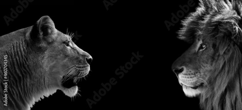 Photo lion and lioness look at each other. Side view