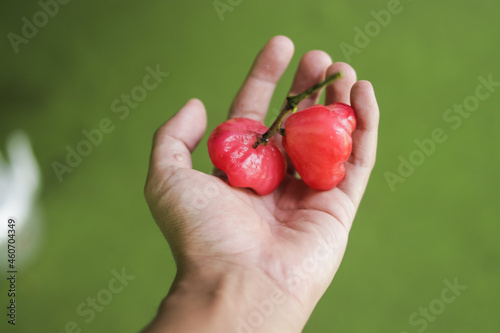 Fresh ripe red rose apples hanging on hand. Also know as jambu air Merah (Syzygium aqueum), jambu Semarang (Syzygium samarangense), Jambu Bol, or Malay Apple (Syzygium malaccense)