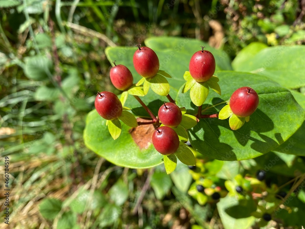 red apples on a branch