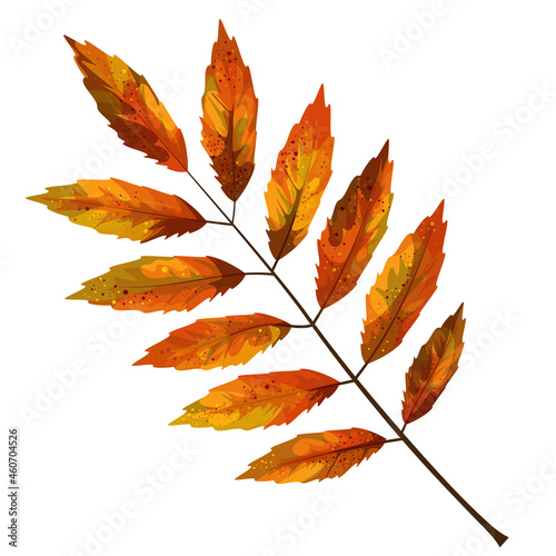 Vector realism of a stylized autumn leaf on a white background. EPS 10. Concept. Cartoon