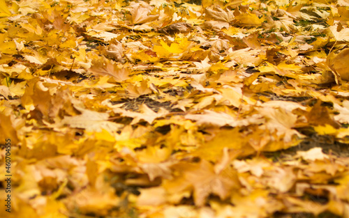 Autumn background. Yellow maple leaves lie on the grass.