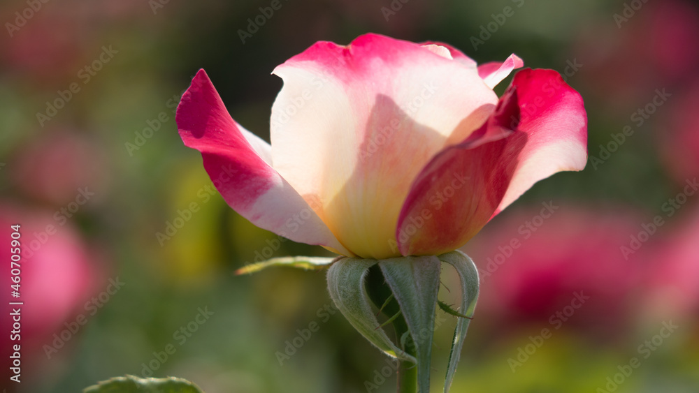 Flower Closeups of Beautiful Roses of Several Colors from multiple Species!