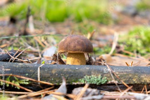 Close-up small white mushroom in wild forest under the sun in spruce needles. Fall mushroom harvesting season. Edible mushroom.