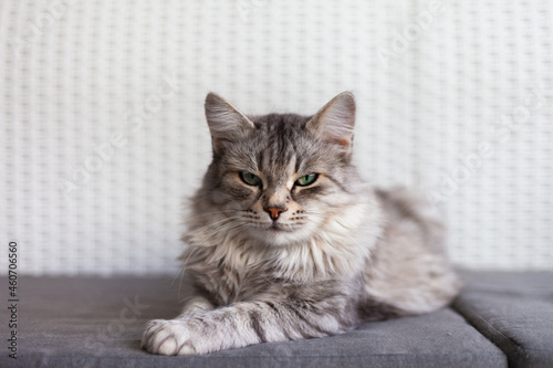 Fototapeta Naklejka Na Ścianę i Meble -  Beauty silver cat lying in relax on a garden sofa