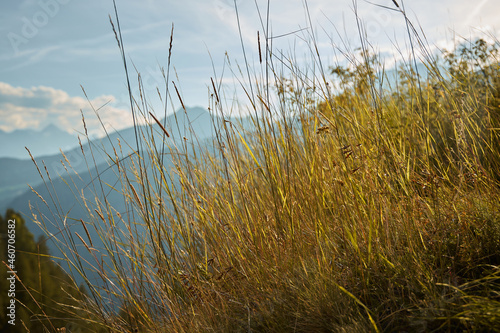 Tall yellow grass on a slope in the mountains. View of the high mountains and the blue sky. Yellow autumn tall grass.