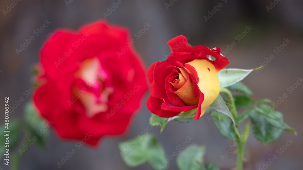 Flower Closeups of Beautiful Roses of Several Colors from multiple Species! Flower Closeups of Beautiful Roses of Several Colors from multiple Species!