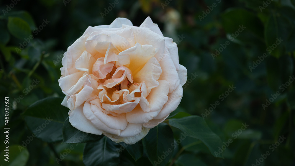 Flower Closeups of Beautiful Roses of Several Colors from multiple Species! Flower Closeups of Beautiful Roses of Several Colors from multiple Species!