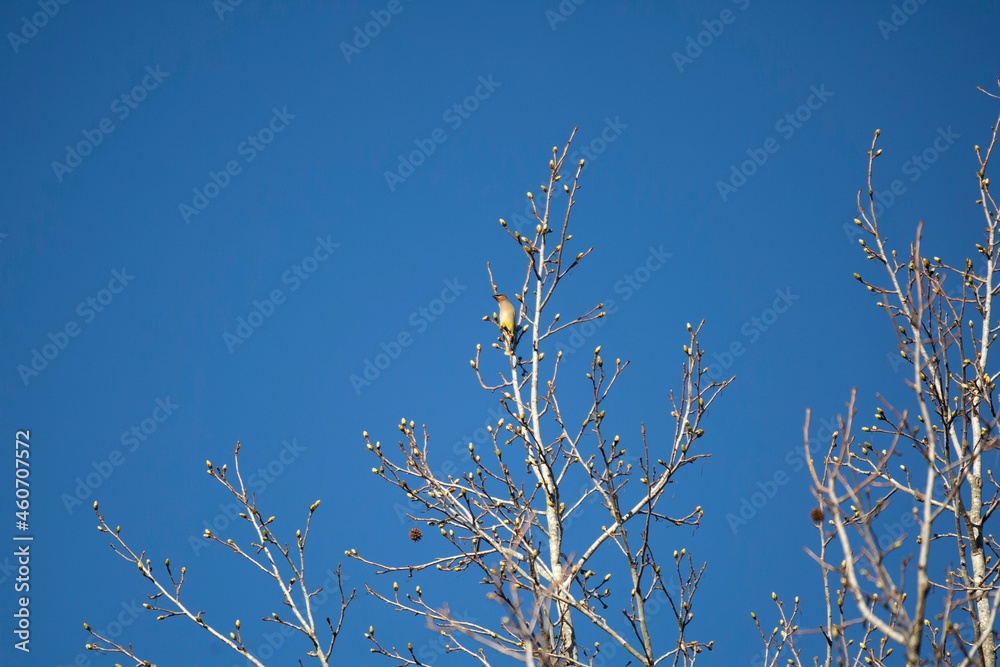 Curious Cedar Waxwing Curious Cedar Waxwing