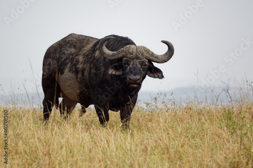 African Buffalo - Syncerus caffer or Cape buffalo is a large Sub-Saharan African bovine. Portrait in the savannah in Masai Mara Kenya, big black horny mammal on the grass, front view photo