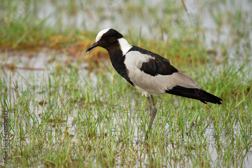 Wallpaper Mural Blacksmith Lapwing or blacksmith plover - Vanellus armatus is black and white and grey bird commonly from Kenya through central Tanzania to southern and southwestern Africa Torontodigital.ca