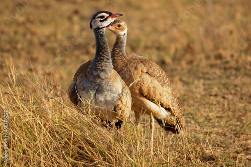 White-bellied Bustard or white-bellied korhaan - Eupodotis senegalensis an African species of big bird, widespread in sub-Saharan Africa in grassland and open woodland, walking pair in savanna. photo