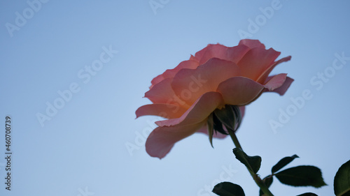 Flower Closeups of Beautiful Roses of Several Colors from multiple Species