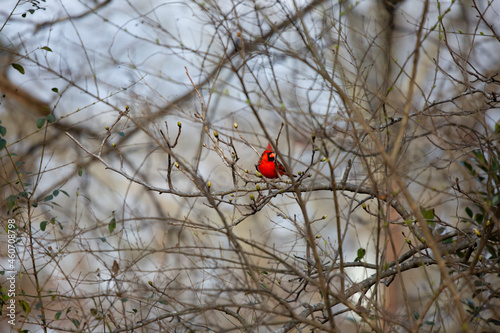 Curious Male Northern Cardinal