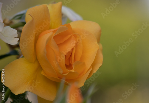 Flower Closeups of Beautiful Roses of Several Colors from multiple Species