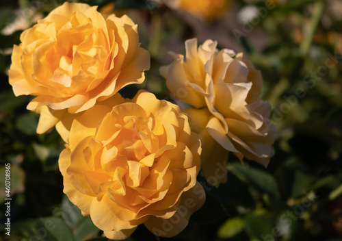 Flower Closeups of Beautiful Roses of Several Colors from multiple Species