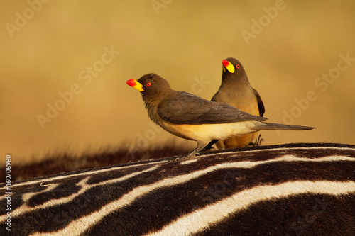 Yellow-billed Oxpecker - Buphagus africanus  passerine bird in Buphagidaem, native to the savannah of Sub-Saharan Africa, symbiotic and parasitic to big mammals, on zebra photo