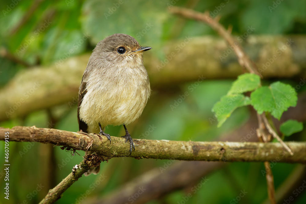 African Dusky Flycatcher - Muscicapa adusta dusky-brown flycatcher or dusky alseonax, small passerine bird, Muscicapidae, resident breeder in Africa, very common in its woodland habitat African Dusky Flycatcher - Muscicapa adusta dusky-brown flycatcher or dusky alseonax, small passerine bird, Muscicapidae, resident breeder in Africa, very common in its woodland habitat