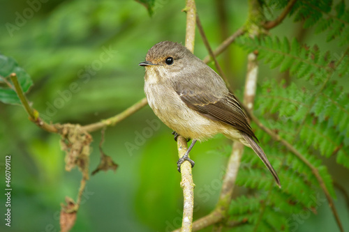 African Dusky Flycatcher - Muscicapa adusta dusky-brown flycatcher or dusky alseonax, small passerine bird, Muscicapidae, resident breeder in Africa, very common in its woodland habitat