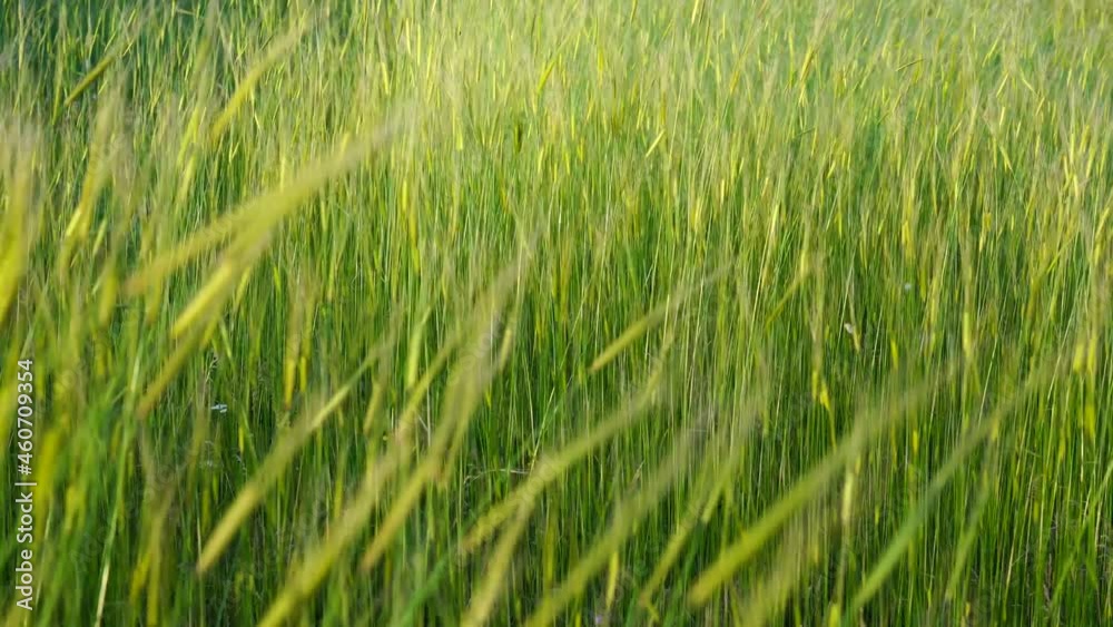 Beautiful landscape, young fresh green crops, ears of wheat, rye swaying in the wind at sunset in farm field Beautiful landscape, young fresh green crops, ears of wheat, rye swaying in the wind at sunset in farm field
