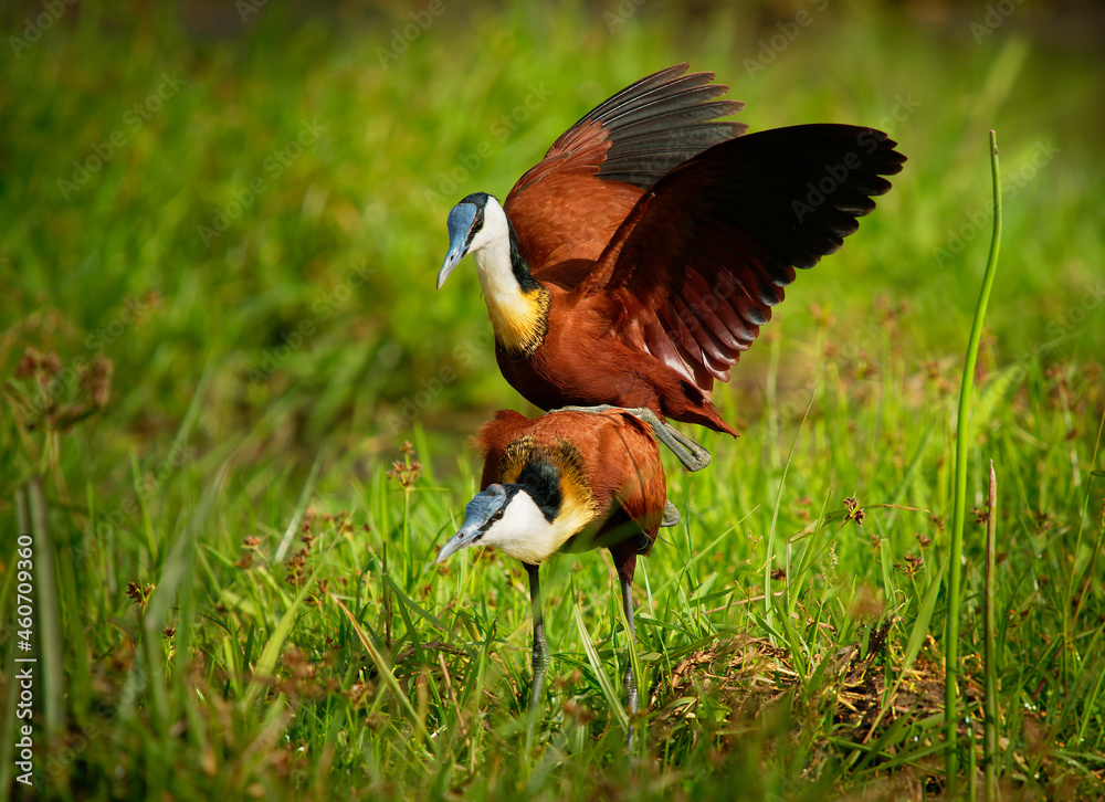 Obraz premium African Jacana - Actophilornis africanus is a wader bird in family Jacanidae, identifiable by long toes and long claws to walk on floating vegetation in shallow lakes, pair nesting and mating