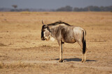 Eastern White-bearded Wildebeest - Connochaetes taurinus albojubatus also brindled gnu, antelope in Eastern and Southern Africa, belongs to Bovidae with antelopes, cattle, goats, sheep, ungulates