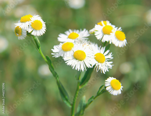 An armful of white and yellow daisies on a green background