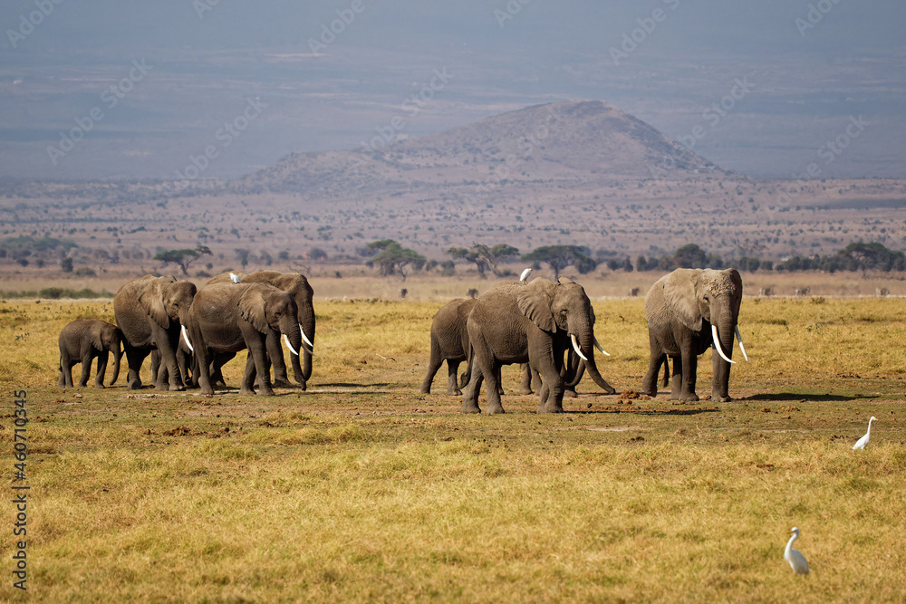 African Bush Elephant - Loxodonta africana big herd of elephants with cubs walking in dusty dry savannah African Bush Elephant - Loxodonta africana big herd of elephants with cubs walking in dusty dry savannah