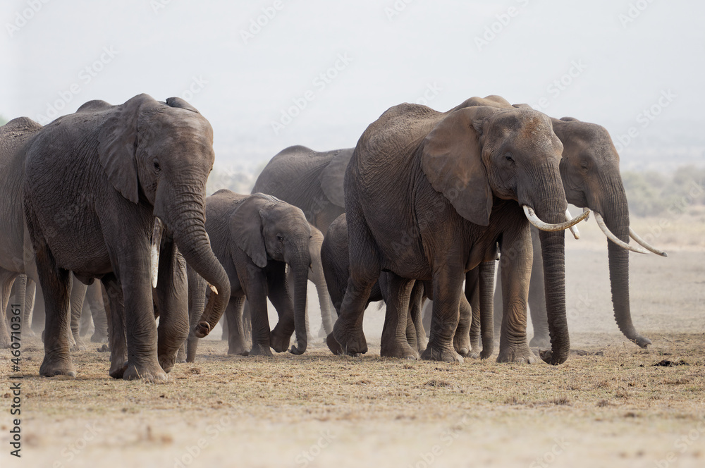 African Bush Elephant - Loxodonta africana big herd of elephants with cubs walking in dusty dry savannah, near to black and white picture, Kenya Africa