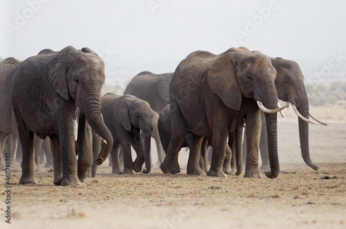 African Bush Elephant - Loxodonta africana big herd of elephants with cubs walking in dusty dry savannah  near to black and white picture  Kenya Africa