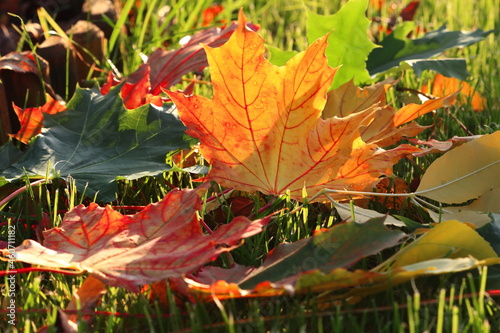 Liść jesienny oświetlony promieniami słońca. Autumn leaf illuminated by the rays of the sun.