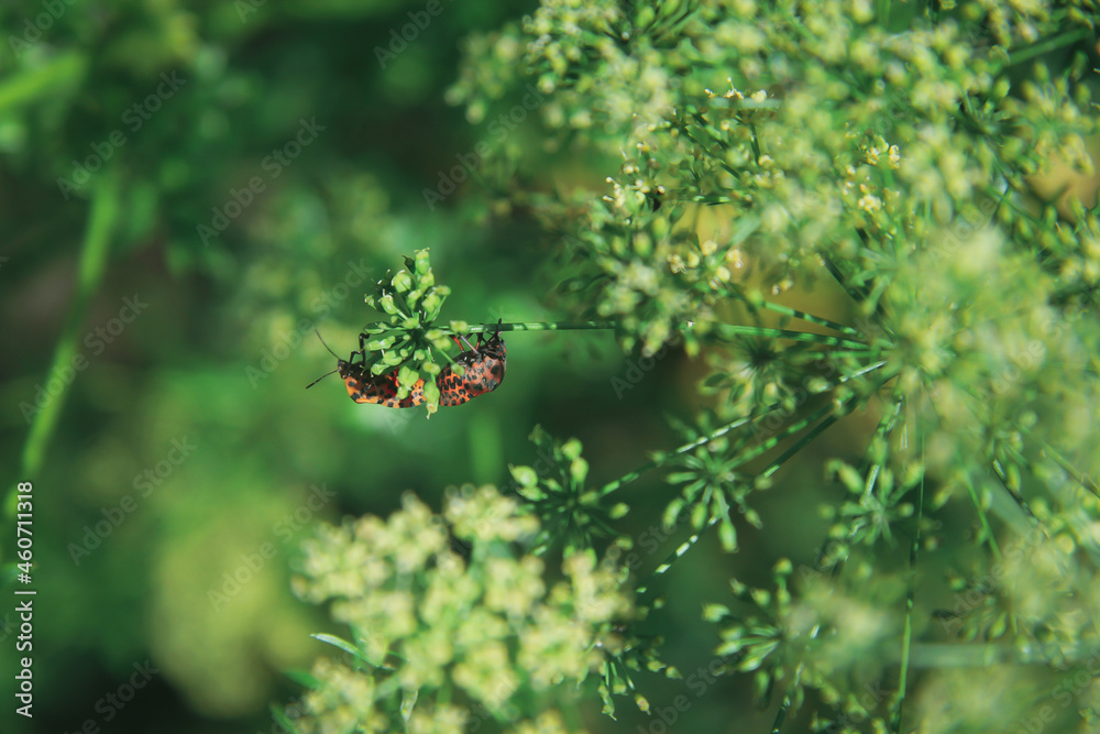 Two red beetles are sitting on a branch in the green grass Two red beetles are sitting on a branch in the green grass