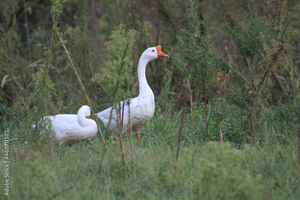 Obraz premium white goose in the grass