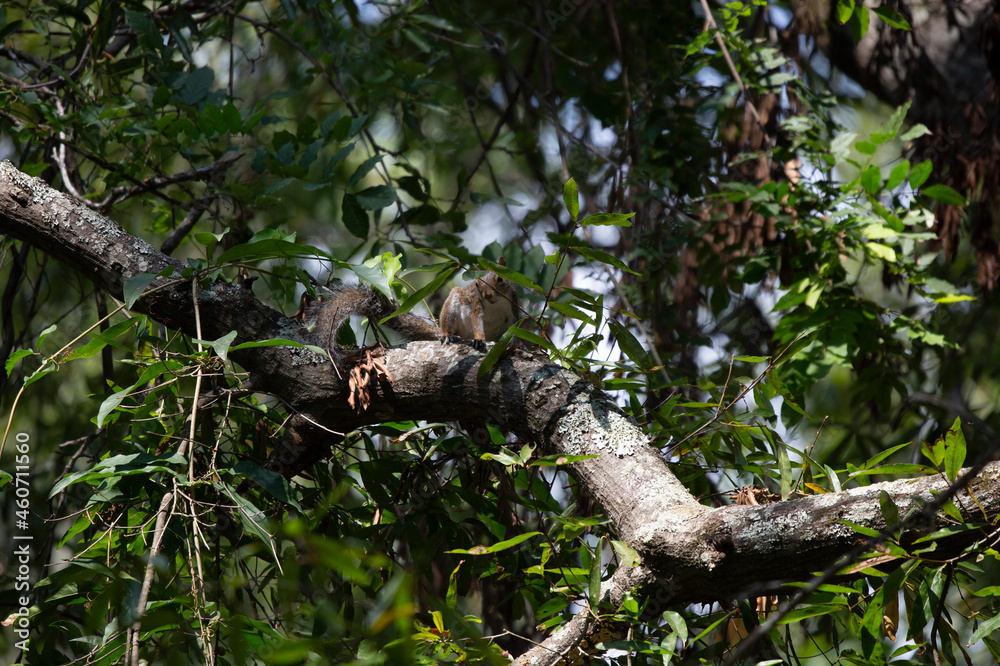 Curious Eastern Gray Squirrel Curious Eastern Gray Squirrel