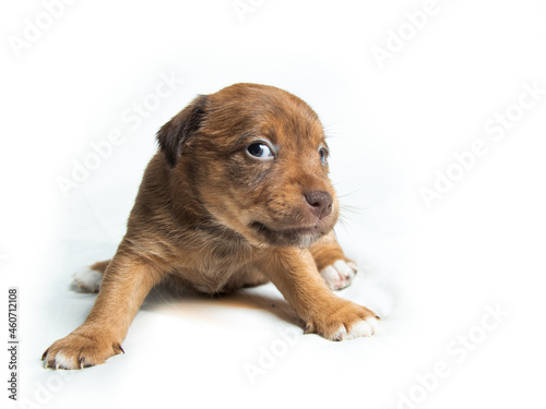 Brown Parson Russell Terrier puppies in front of white background
