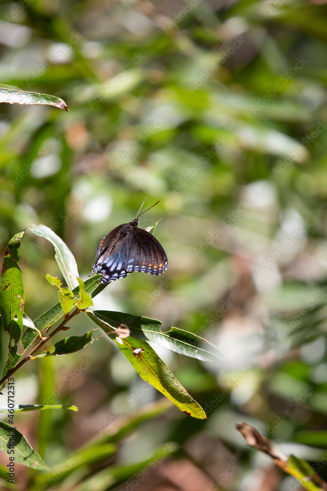 Close up of a Red-Spotted Purple Butterfly Close up of a Red-Spotted Purple Butterfly